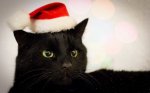 blk xmas cat.jpg