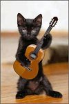 blk cat rockin.jpg