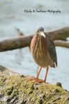 Green Heron at Saunders Pond.jpg