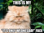 Wednesday face.jpg