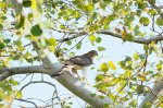 Juvenile Coopers Hawk.jpg