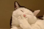cat-puke.jpg