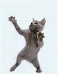 cat dancing1.jpg