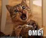 cat OMG.jpg cat OMG.jpg