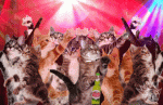 cats aprtying.gif cats aprtying.gif