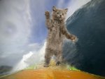 cat surfing.jpg