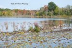 The Start of Fall at Saunders Pond.jpg