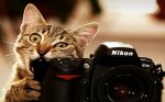 cat taking pictures.jpg