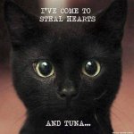 cute balck cat.jpg