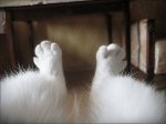 cat toes.jpg