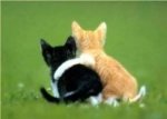 cat hugs.jpg