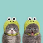 cute kittens.jpg