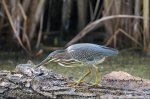 Green Heron in the Marsh.jpg