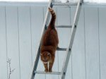 down the dose ladder.jpg