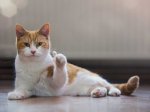 cat thumbs up.jpg