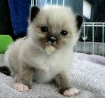 kitty mesh on chin.jpg