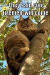 cat-humor-cat-on-tree-cute-firemen-will-come.jpg