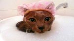 cat bubble bath.jpg