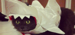 SharkCatsHero.png