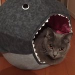 gray cat in shark.jpg