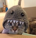 caT SHARK.jpg