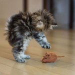 cat mouse.jpg