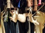 Hang in there cat.jpg