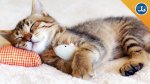 cat sleeping.jpg