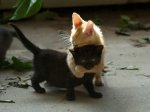 cat hugging.jpg
