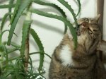 cat and aloe plant.jpg