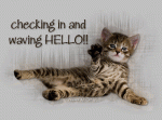 cat checkin in.gif