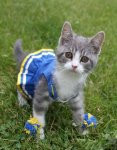 cheering kitten.jpg