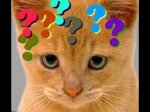 cat with questions.jpg