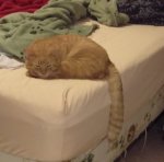 Little Dude on bed - Nov 2016b.jpg