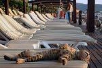 Sunbathing-cat.jpg