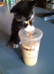 kitten iced coffee.jpg kitten iced coffee.jpg