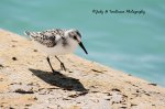 Juvenile Sanderling.jpg
