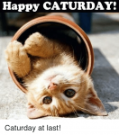 happy-caturday-caturday-at-last-16186199.png