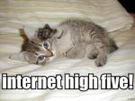 kitten high five.jpg