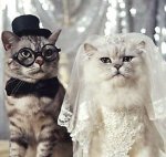 cat wedding.jpg