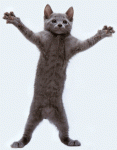 dancing grey cat.gif