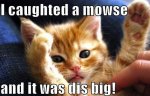 caught a mouse.jpg