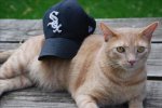 cat white sox.jpg