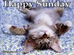 sunday kitten.jpg