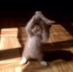 kitten dancing.jpg