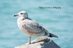 Herring Gull.jpg