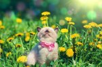 happy cat.jpg