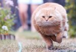 fast cat.jpg