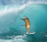 surf.png