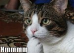hmmm-cat.jpeg